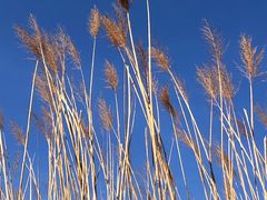 -野鸭湖国家湿地公园