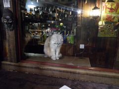 -壹六猫窝(谷德店)