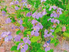 -北京西山国家森林公园