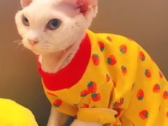 -猫腻·猫咖·撸猫馆(星光大道店)