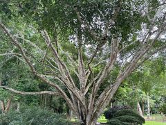 -中国科学院西双版纳热带植物园