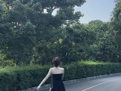 -大屏嶂森林公园
