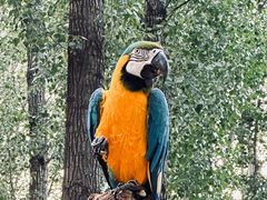 -北京野生动物园