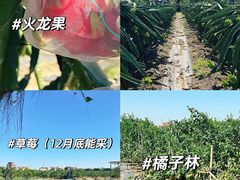 -尚果生态采摘园
