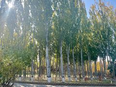 -大兴滨河森林公园