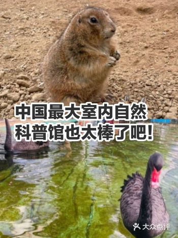 不可以给萌宠们投喂食物哦