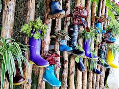 -金马仑薰衣草花园(Cameron Lavender)