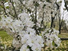 -海棠花溪(元大都城垣遗址公园)