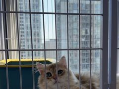 -喵百万·布偶·蓝金金渐层英短·猫舍(百子湾店)