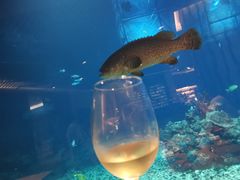 -海棠湾洲际-涛·海底餐厅·美人鱼·自助餐·海底隧道
