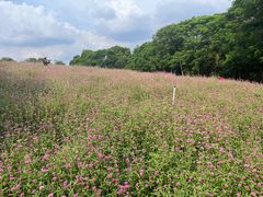 -松山湖梦幻百花洲
