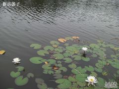 3莲相映@怡沁园-上海怡沁园度假酒店