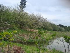 -桤木河湿地公园