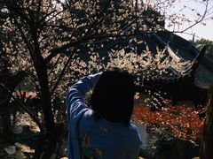 -香雪海