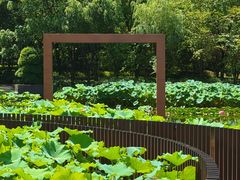 -陈家山荷花公园