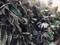 -Fern Forest Cafe