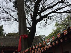 -少华山国家森林公园