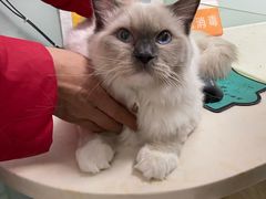 -纳吉亚猫专科动物医院博雅分院
