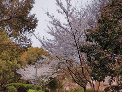 -蠡湖中央公园