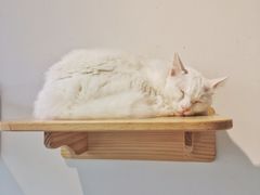 -Heymao猫咖.咖啡厅(东门店)