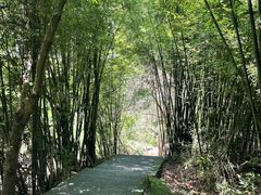 -东莞市大岭山森林公园