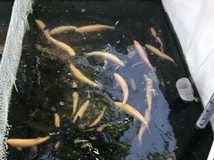 -北京龙庆四季香农家饭庄·灶台鱼·碳烤虹鳟鱼(龙庆峡店)