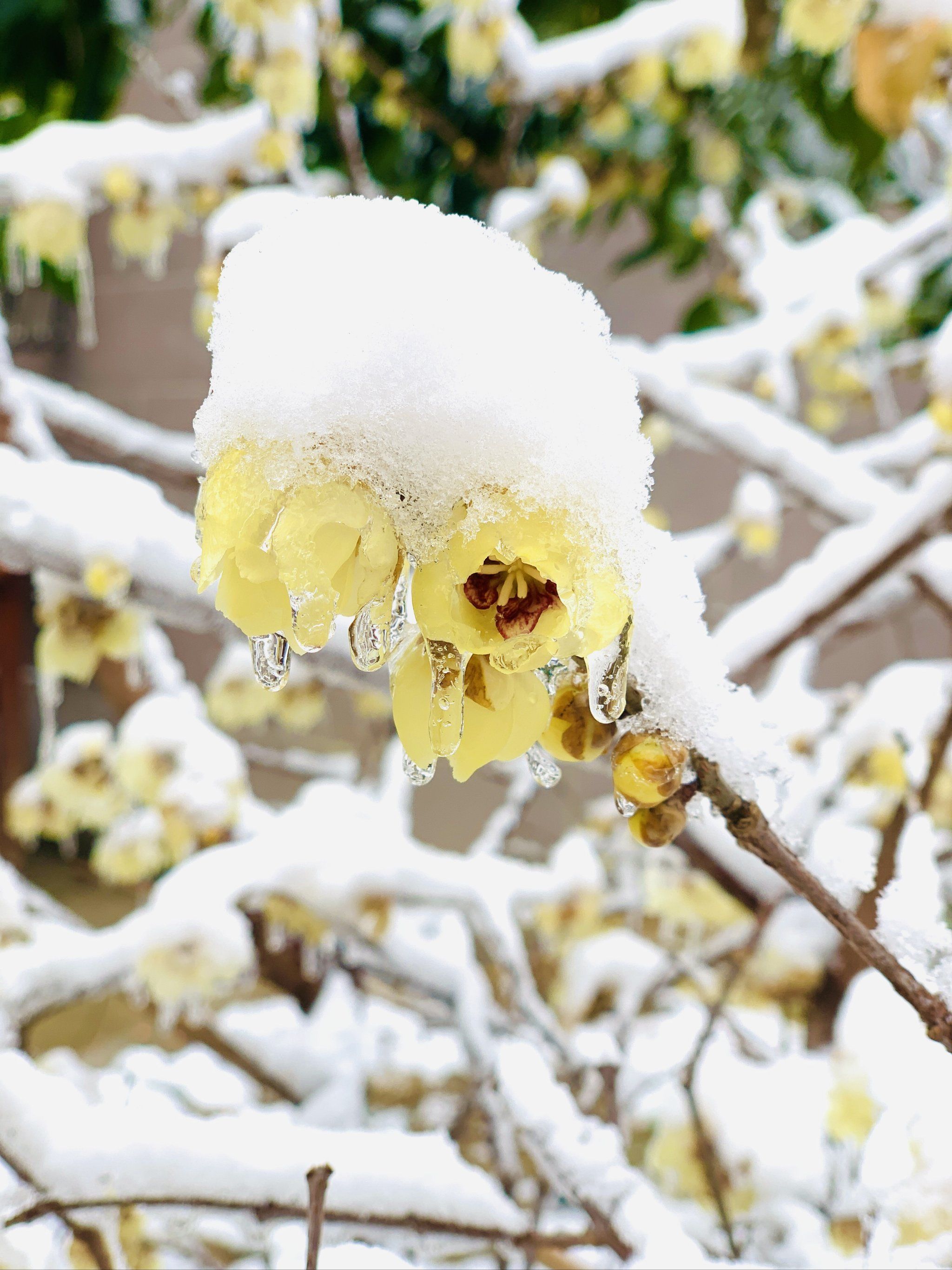 腊梅迎春,立春了