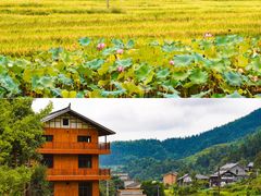 -紫鹊界梯田景区