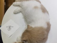-滚猫咖啡·猫咖·猫友好撸猫(未来城店)