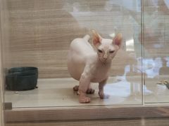 -飞行喵MR PILOT|猫舍·猫咖(静安大融城店)