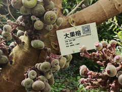 -呀路古热带植物园