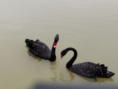 -荷兰花海