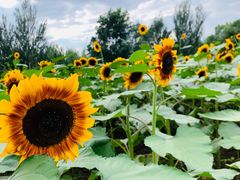 -长白岛森林公园