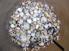 -红树林天天赶海