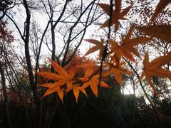 -秋霞圃