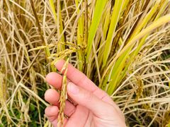 -艾米稻香小镇