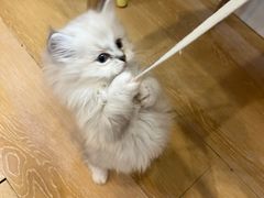-猫咪派对(江南西店)