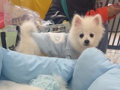 -翊宠yipet猫狗购宠庄园犬舍•猫舍