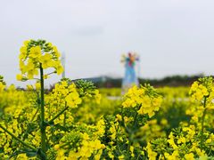 -茯茶镇