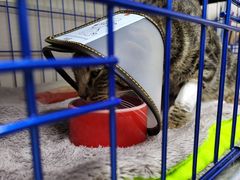 -喜多萌中农锦绣动物医院24H·猫科·牙科MRI·CT