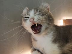 -猫儿山۰猫主题餐厅
