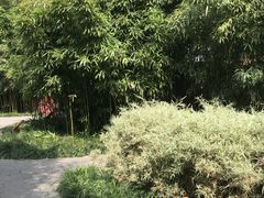 -望江楼公园