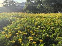 -时光吧·大堂吧·丽江和府洲际度假酒店