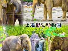 -上海野生动物园