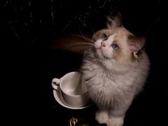 -lincat·猫舍(广州店)