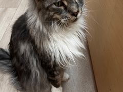 -瞄一喵猫咖(格力海岸店)