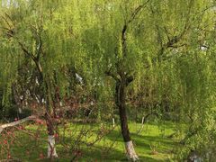 -柳浪闻莺公园