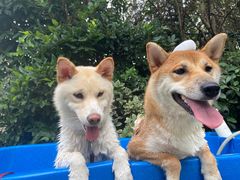 -汪说喵讲宠物乐园宠物酒店(红星美凯龙店)