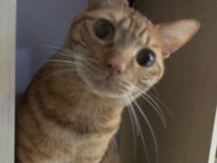 -安安宠医宠物医院·异宠·犬猫内科(岳阳分院)