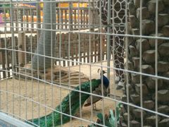 -蓬莱欧乐堡梦幻世界